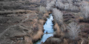 Oasis in the Desert: What to Know about the Biodiversity of the Iori River Floodplain & Why it Matters