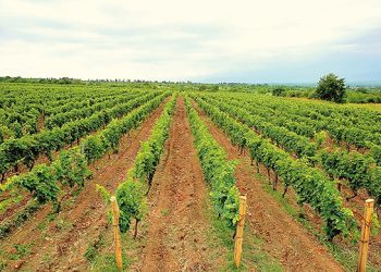 Even for locals, there’s a special place for the wines of the Alazani Valley, and virtually every home there has its own wine production facility