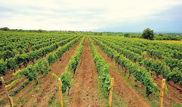Even for locals, there’s a special place for the wines of the Alazani Valley, and virtually every home there has its own wine production facility