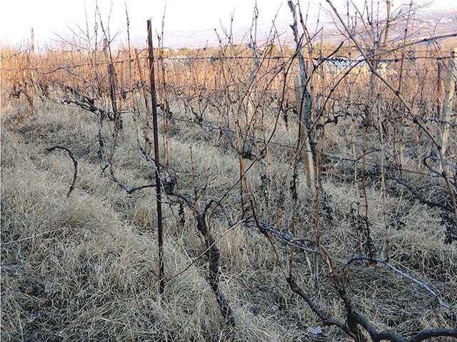 Grapevines in the early part of the year, when they are pruned short and prepared for their spring and summer growth season. Photo by Mike Godwin