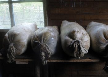 Sheepskin sacks filled with cheese being cured. Photo by Mike Godwin