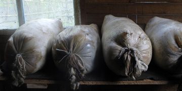 Sheepskin sacks filled with cheese being cured. Photo by Mike Godwin