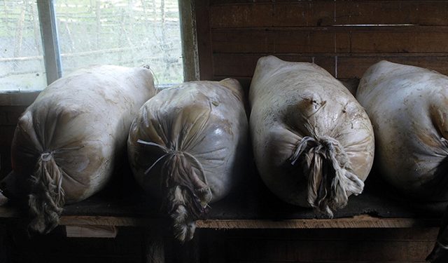 Sheepskin sacks filled with cheese being cured. Photo by Mike Godwin
