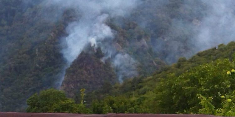 Fire Extinguishing Works in Progress in Borjomi Municipality