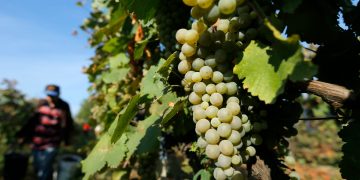 German Embassy: In First Half of this Year, 494,000 Liters of Georgian Wine Were Exported to Germany