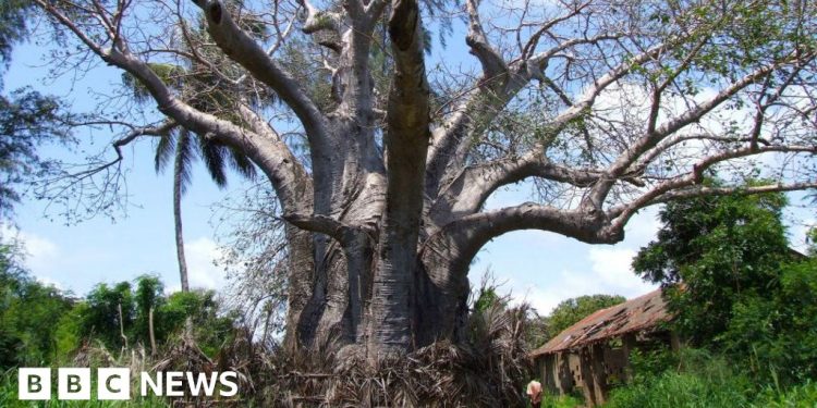 Kenya Bans ‘Biopiracy’ Export of Lucrative Baobabs