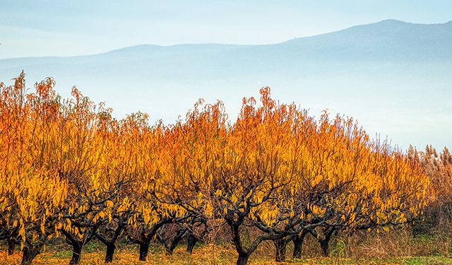 Fall Chasing