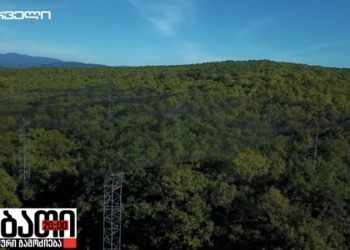 State Forest in Chorvila Village Auctioned to Ivanishvili-Associated Company