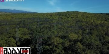 State Forest in Chorvila Village Auctioned to Ivanishvili-Associated Company