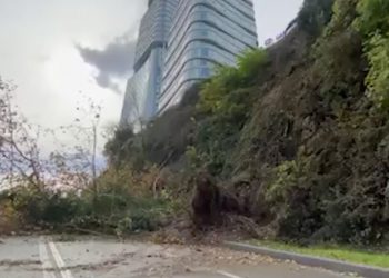 In Territory of Right Bank of Mtkvari, Several Trees Fell Down as Result of Strong Wind, No One was Injured