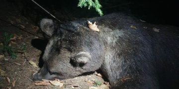 Red List Bear Found Killed in Rachan Forest