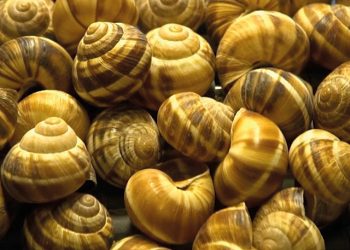 The Finalists of TBC Business Award 2022 Have Been Revealed!