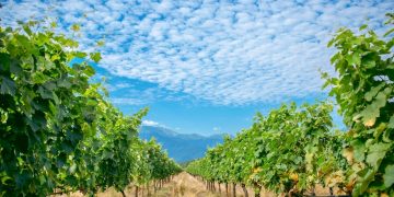 Chelti Winery to Import & Distribute Wine Across Europe through its Newly Purchased Distribution Company in Germany