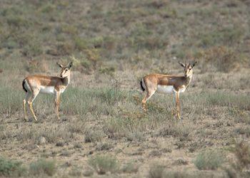 SABUKO to Ensure Harmonized Human–Nature Relationship on Kakheti Steppes: Balancing between a Living Landscape or a Future Desert