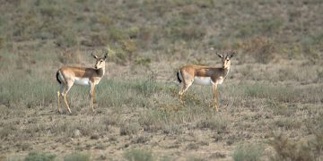 SABUKO to Ensure Harmonized Human–Nature Relationship on Kakheti Steppes: Balancing between a Living Landscape or a Future Desert