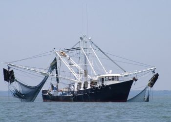 Both entrepreneurs and the government are aware of the opportunities in Georgia’s much diminished fishing sector
