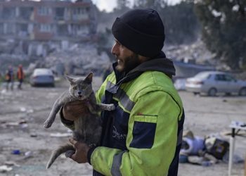 The Fight to Save the Turkish Animals Caught in the Earthquake