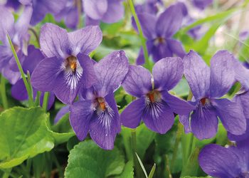 Violets. Source: gardenersworld.com