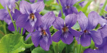 Violets. Source: gardenersworld.com