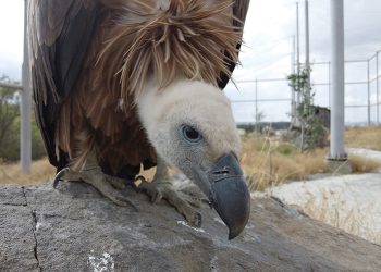 PR for Nature’s Clean-up Crew – Saxon Bosworth’s New Film “Vanishing Sky Lords”