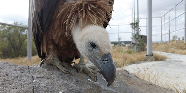 PR for Nature’s Clean-up Crew – Saxon Bosworth’s New Film “Vanishing Sky Lords”