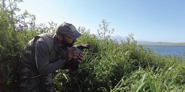 Mr. Velvet Scoter (მისტერ გარიელი) – The Story of a Long Lost Caucasian Treasure