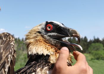 Kajiri-001 on his big release day. Photo by Nino Toriashvili, NCG