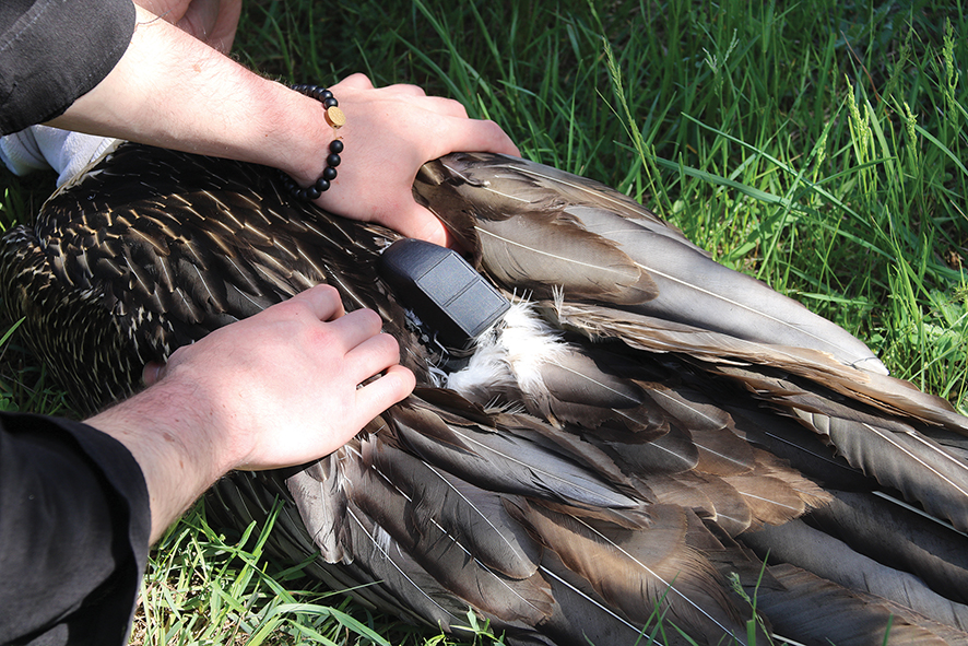 Equipping the bearded vulture with the GPS tracker. Photo: Nino Toriashvili, NCG