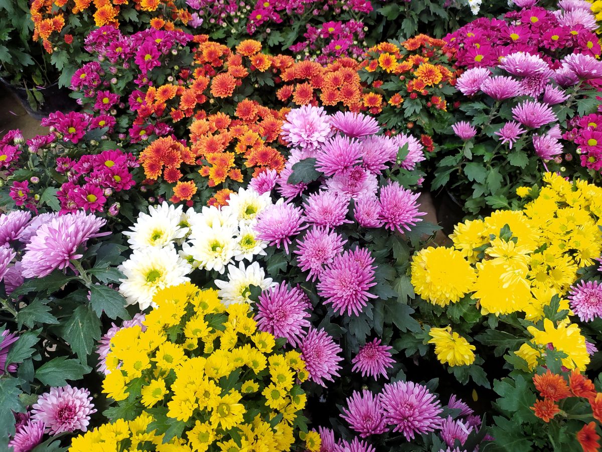 The History of Chrysanthemums