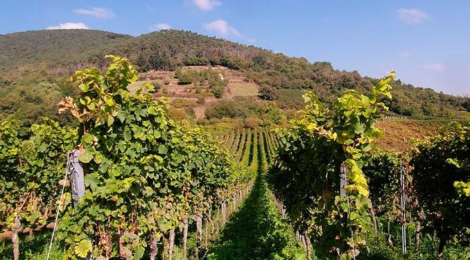 3,500 GEL Assistance per Hectare Announced for Hail-Affected Winegrowers