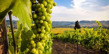 CBS News: In Georgia, wine’s surprising birthplace, winemakers revive ancient grapes