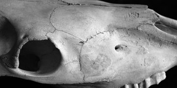 Georgian Poets: Ana Kalandadze – On The Way To Betania