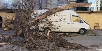 Strong wind uproots trees, damages infrastructure in Tbilisi