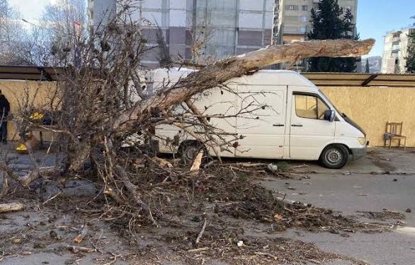 Strong wind uproots trees, damages infrastructure in Tbilisi