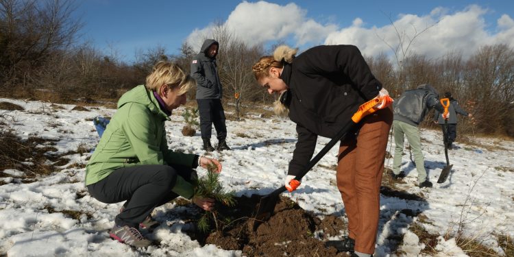 EFES Georgia Has Started Activities to Support the Natural  Renewal of the Forest in the Tianeti Region