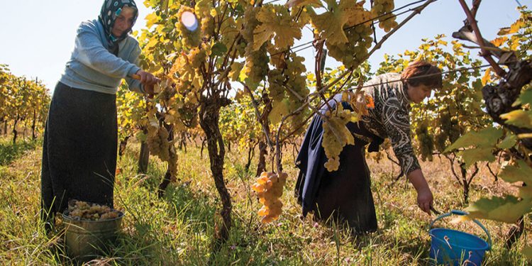 The Climate Smart Irrigation Sector Development Program, ADB’s first engagement Georgia’s agriculture sector, will provide a modernized piped irrigation network covering about 7,000 hectares of the Kvemo Samgori irrigation scheme area in the agricultural region of Kakheti.