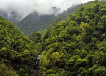 A protected area worth 767,590 GEL to be created on 15 hectares in Guria