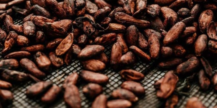 Cocoa beans set to rise in price
