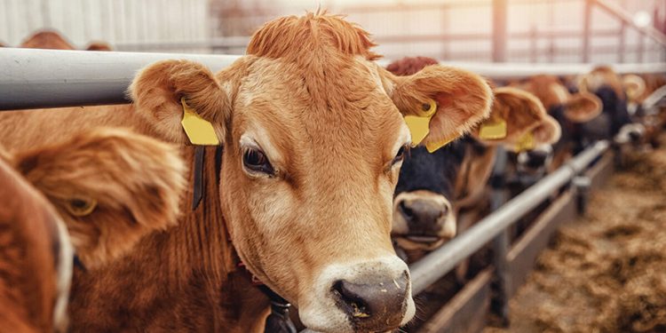 Luca Polare Opens 2nd Branch in Baku