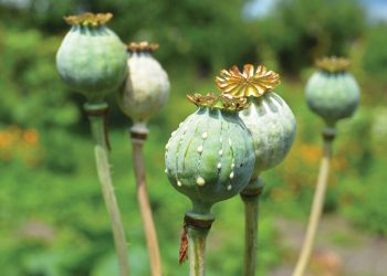 Poppies. Source: GETTY