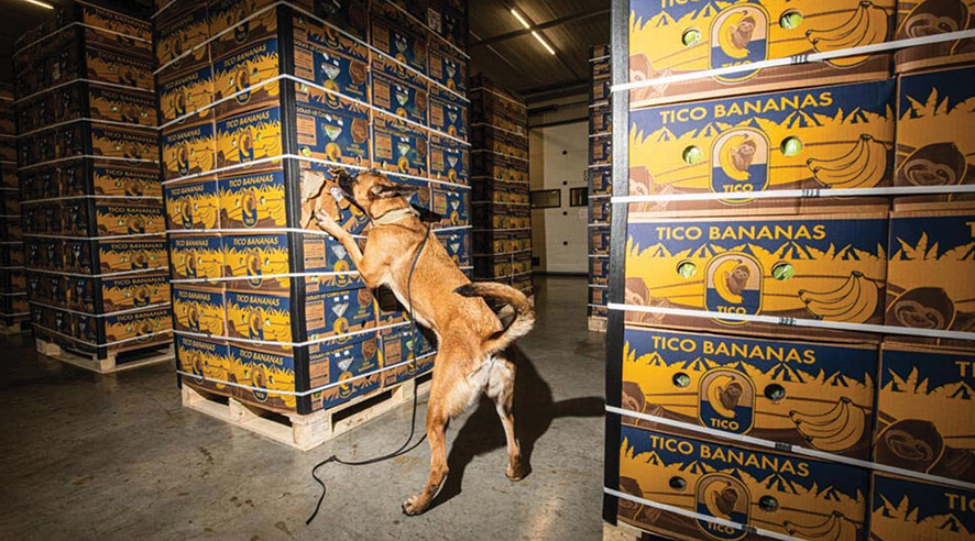 A Belgian Malinois dog inspects crates during a demonstration on the sidelines of a joint press briefing of the Belgian and Dutch customs authorities © JONAS ROOSENS / BELGA/AFP