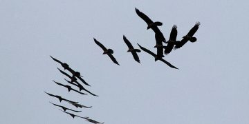 Photo by Tony Hanmer