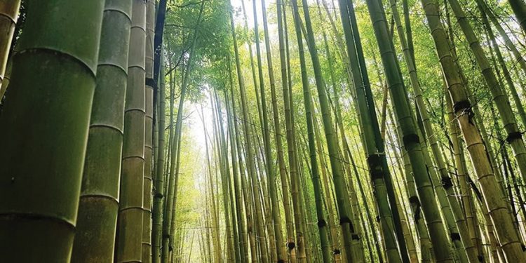 Bamboo in Shekvetili. Source: argotourbatumi