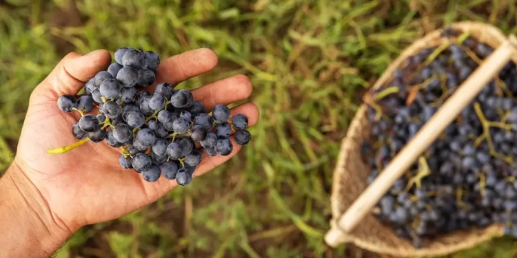 Wine Enthusiast: Saperavi is an ancient, thoroughly Georgian grape variety