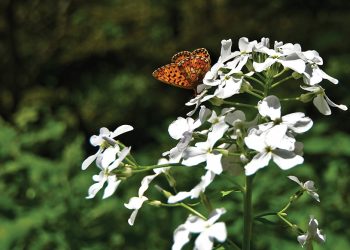 Photo by UNDP/Vladimir Valishvili