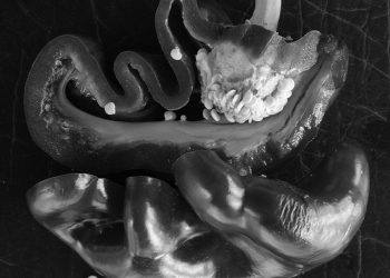 Peppers. Photo by the author