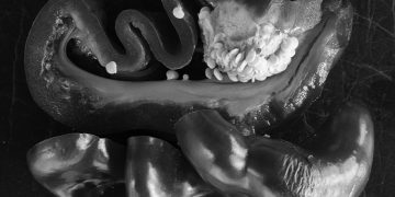 Peppers. Photo by the author