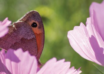 ‘Siren Call’ Exhibition: Voices from the Sea Demand Compassion and Justice
