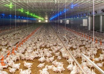 Poultry company ‘Chirina’ diversifies its production