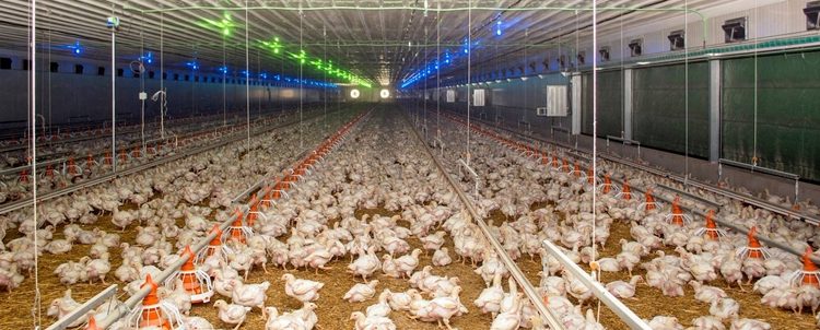 Poultry company ‘Chirina’ diversifies its production